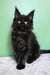Patricia | maine coon kitten