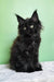 Patricia | maine coon kitten