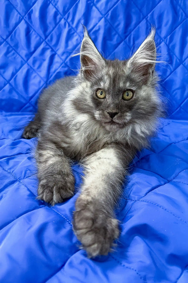 Patricia | maine coon kitten