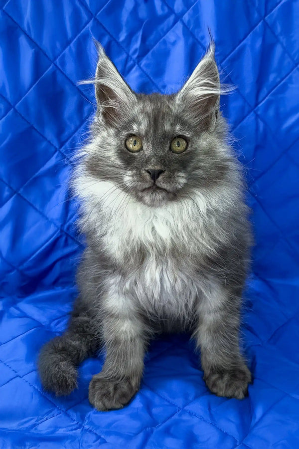 Patricia | maine coon kitten