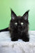 Patricia | maine coon kitten