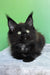 Patricia | maine coon kitten