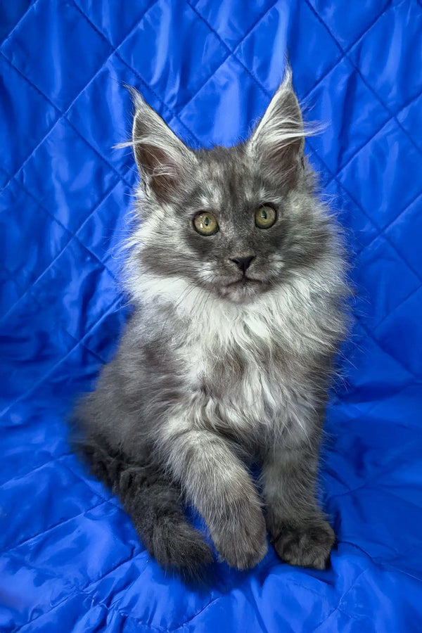 Patricia | maine coon kitten