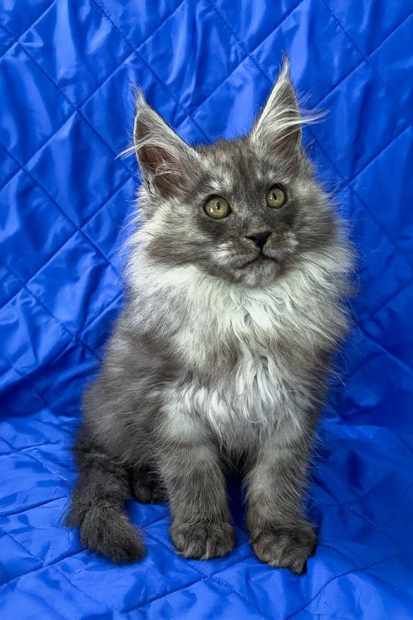 Patricia | maine coon kitten