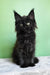 Patricia | maine coon kitten