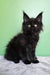 Patricia | maine coon kitten