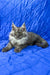 Patricia | maine coon kitten