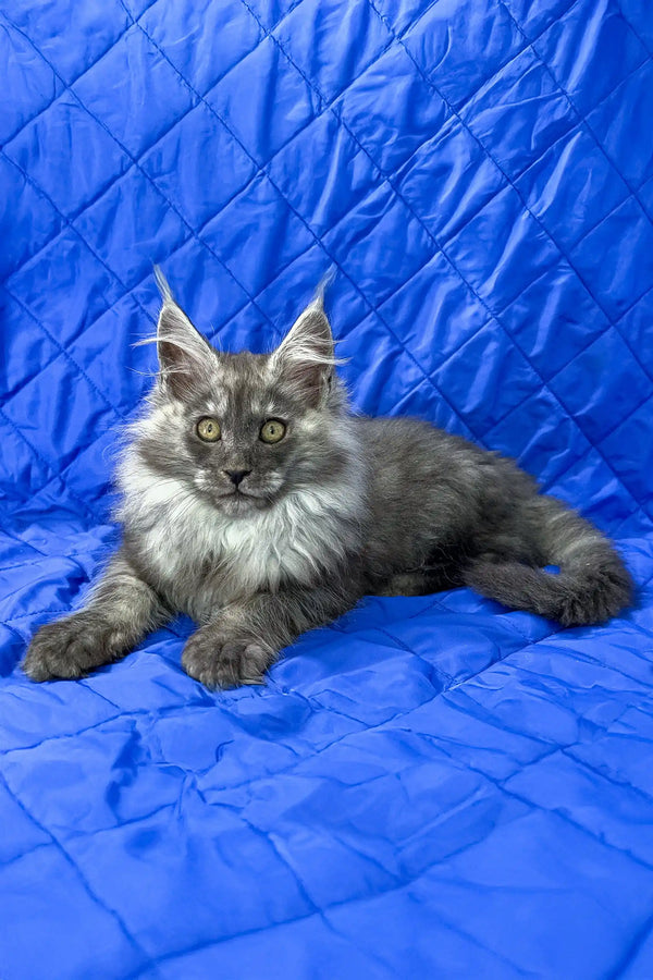 Patricia | maine coon kitten