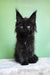 Patricia | maine coon kitten