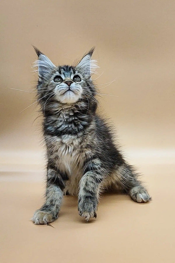 Fluffy gray tabby Maine Coon kitten with blue eyes sitting upright, adorable and playful