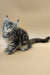 Fluffy gray tabby Maine Coon kitten with tufted ears and a long tail