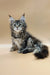 Adorable Maine Coon kitten Patricia with fluffy tail and cute ear tufts