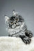 Cute Gray Tabby Maine Coon Kitten named Patricia looking playful and adorable