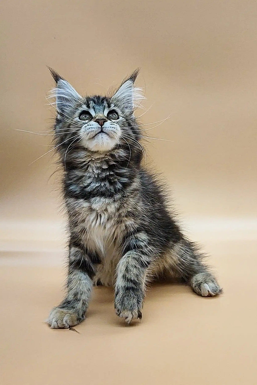 Maine Coon Kittens for Sale Patricia | Kitten