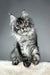 Cute Silver Tabby Maine Coon Kitten named Patricia ready for a new home