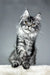 Adorable Silver Tabby Maine Coon Kitten named Patricia looking playful and cute