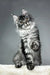 Adorable Silver Tabby Maine Coon Kitten named Patricia, perfect for any cat lover