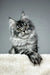 Adorable Silver Tabby Maine Coon Kitten named Patricia ready for a loving home