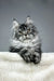 Silver Tabby Maine Coon Kitten named Patricia ready to steal your heart