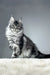 Striking silver tabby Maine Coon cat named Patricia, perfect for any kitten lover