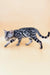 Silver Bengal cat with spotted markings walking sideways for Patrick the Bengal Kitten