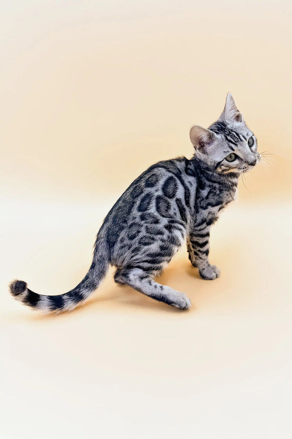 Silver Bengal cat with unique spotted markings featured in Patrick Bengal Kitten