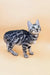 Silver-spotted Bengal kitten Patrick with tabby markings gazing upward