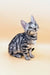 Silver tabby kitten with black stripes and bright blue eyes in Patrick | Bengal Kitten