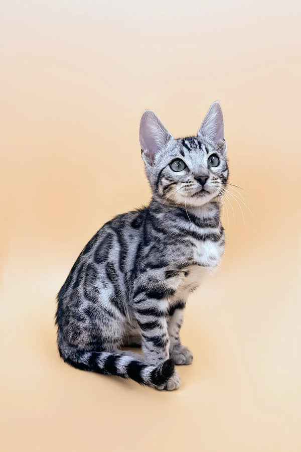 Silver tabby cat with stripes sitting up, perfect for the Patrick Bengal Kitten product