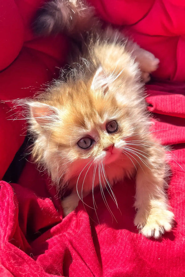 Patrick | british longhair kitten