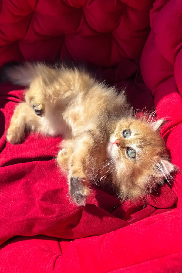 Patrick | british longhair kitten