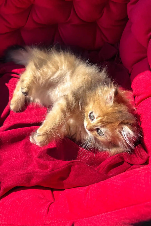 Patrick | british longhair kitten