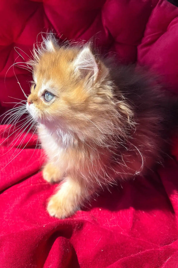 Patrick | british longhair kitten