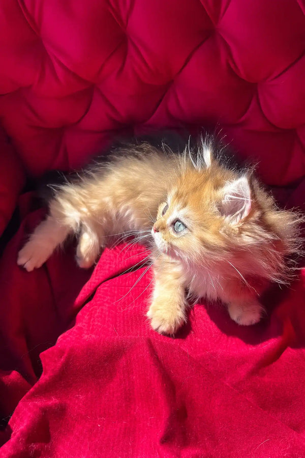 Patrick | british longhair kitten