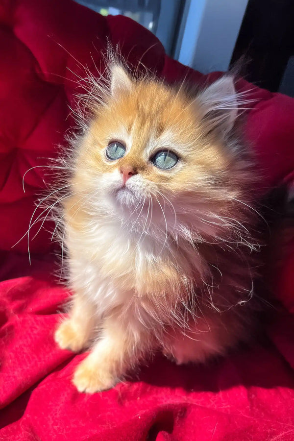Patrick | british longhair kitten