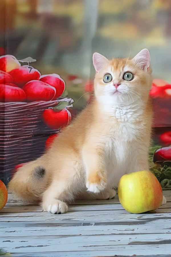 Patrick | british shorthair kitten