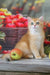 Patrick | british shorthair kitten