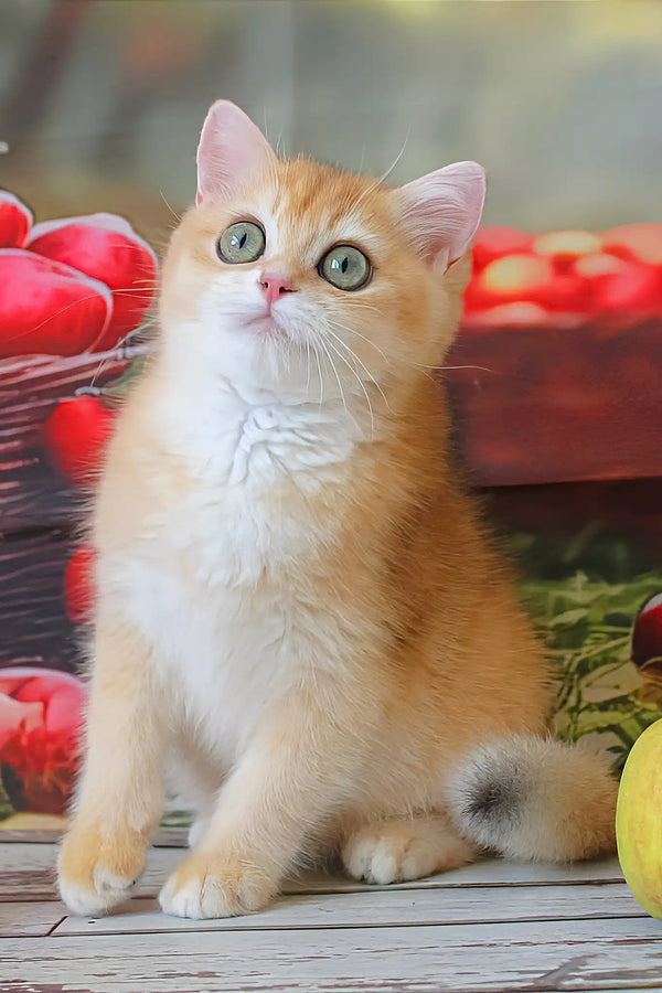 Patrick | british shorthair kitten