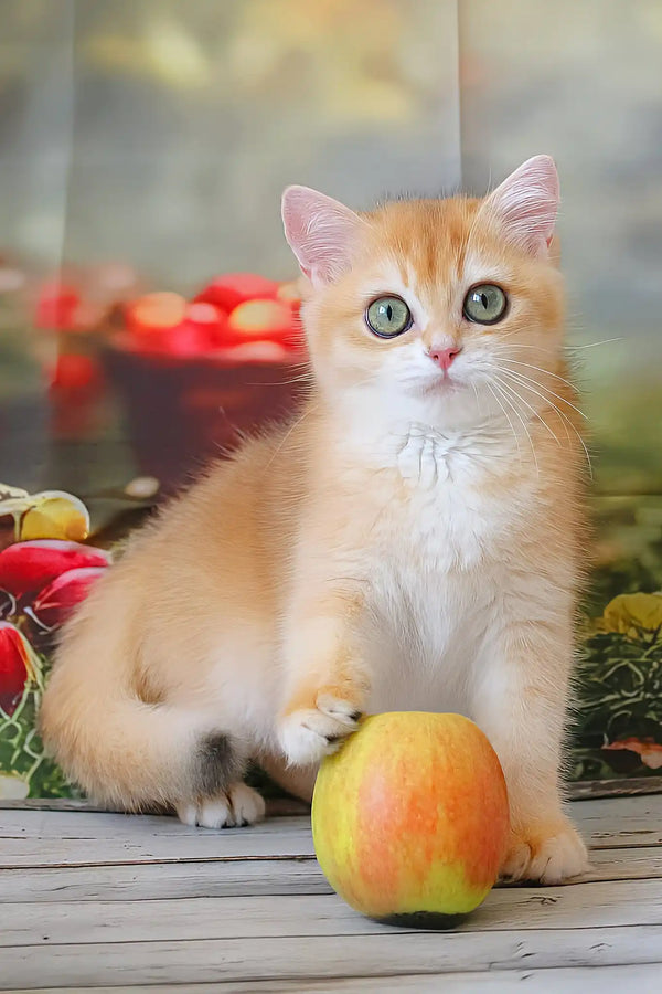 Patrick | british shorthair kitten