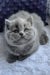Patrick | british shorthair kitten