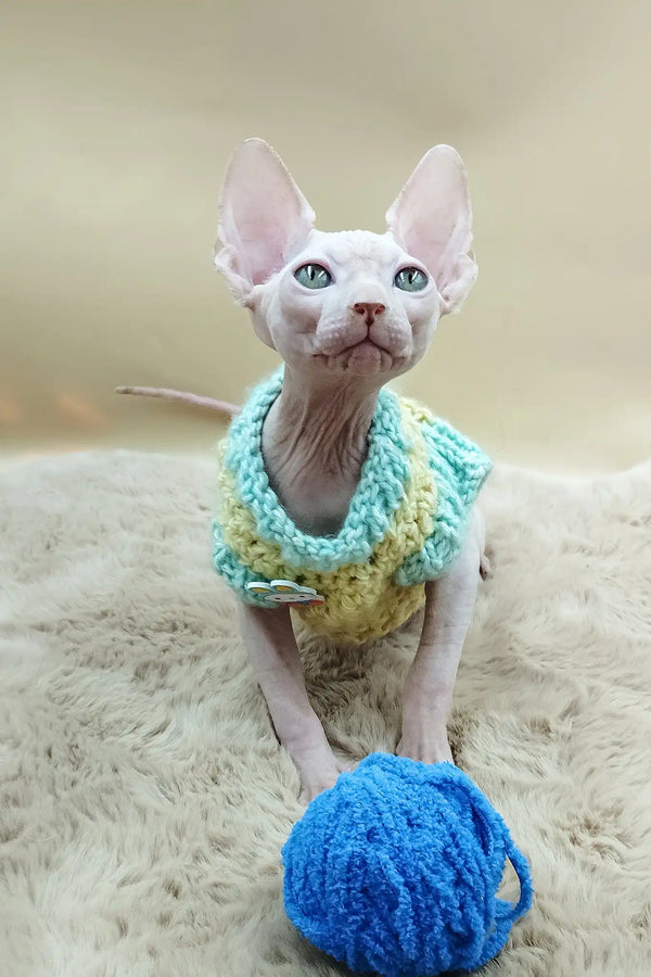 Patrick | canadian sphynx kitten