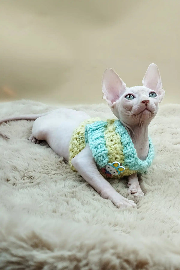 Patrick | canadian sphynx kitten