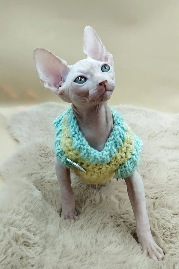 Patrick | canadian sphynx kitten