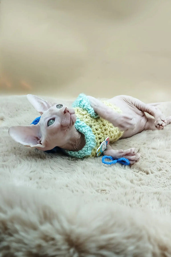 Patrick | canadian sphynx kitten