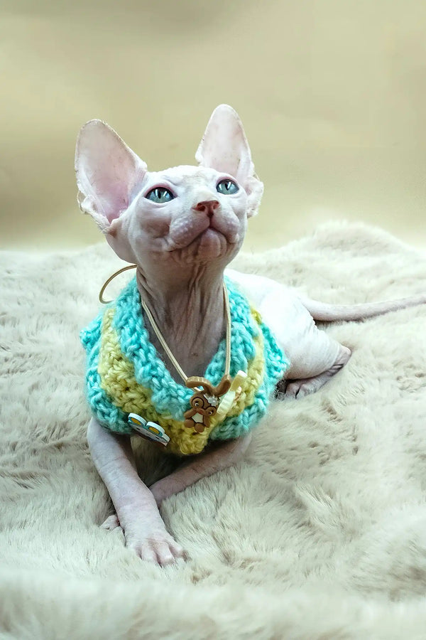 Patrick | canadian sphynx kitten