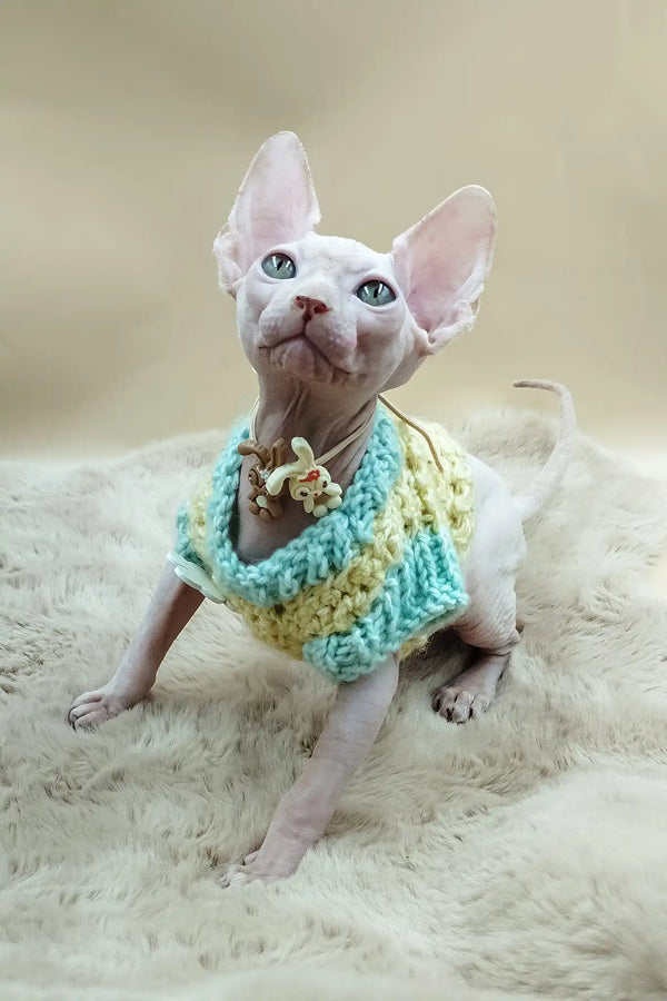 Patrick | canadian sphynx kitten