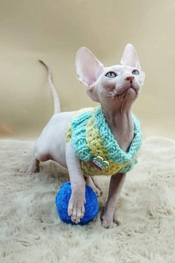 Patrick | canadian sphynx kitten