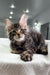 Cute Maine Coon kitten named Patrick ready to steal your heart and make you smile