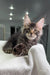 Adorable Maine Coon kitten named Patrick, perfect for your new furry friend