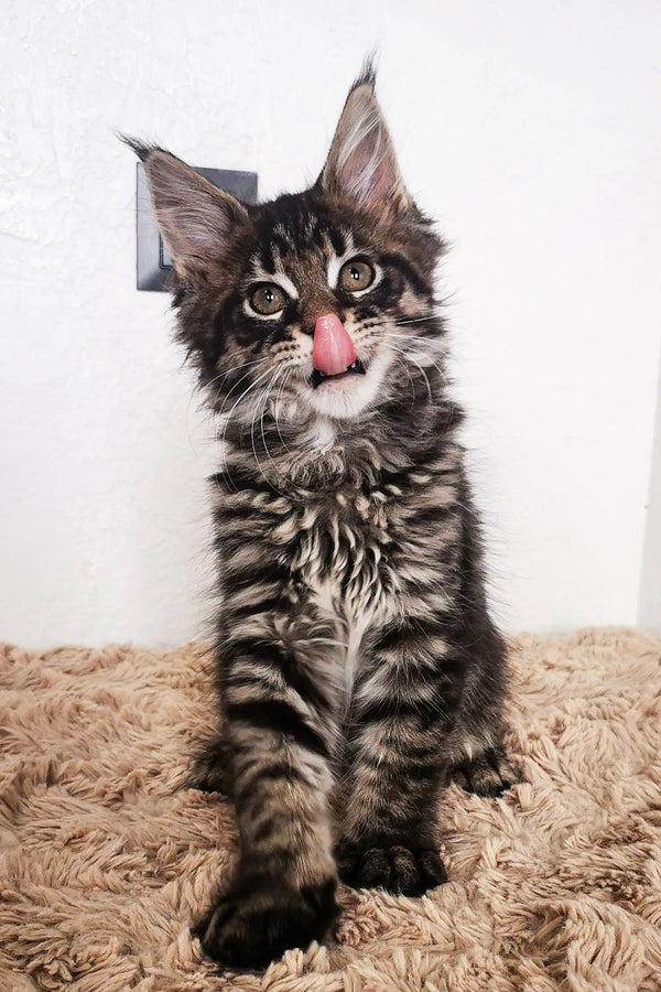 Cute Tabby Maine Coon kitten Patrick with its tongue out, irresistible and playful